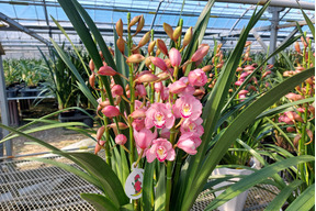 陶器鉢入シンビジウム（５本立)