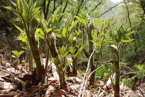 【予約販売】山形県産 天然山菜 『山うど』500g