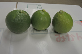 香りのいい ベルガモット5ｋｇ 和歌山県産の果物 食べチョク 産地直送 産直 お取り寄せ通販 農家 漁師から旬の食材を直送