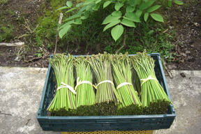 【予約販売】朝採りワラビを当日出荷！山形小国産新鮮わらび　2kg