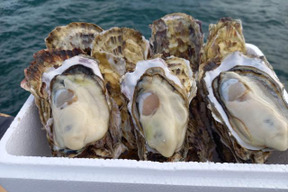 三陸直送！とぉ～ってもミルキー生食用殼つき牡蠣生食用20個