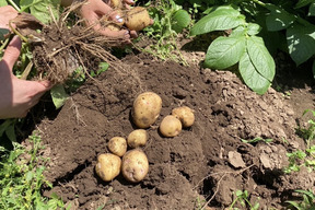 ホックホク！新じゃが！「男爵」約４キロ