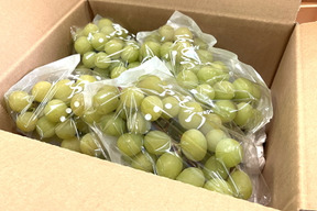 食べチョクAWARD新人賞受賞（2025年）記念
山梨県産シャインマスカット約1.2kg　【ご家庭用訳あり】美味しい食べ方や保存の仕方を同封します!