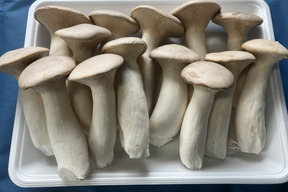 【ゲン担ぎ福袋】金（菌）招く！？きのこ屋の福袋