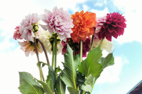 ダリア 10本  【朝どれ】彩り鮮やか！心華やぐひと時をお届けします