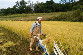 【令和7年産新米】玄米（コシヒカリ）10kg　はぜ掛けで美味しさ凝縮