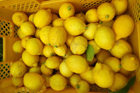 大崎上島産特別栽培レモン2kg