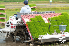 【令和7年産新米】新潟県産コシヒカリ精米5kg