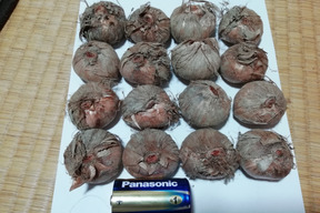 サフラン 球根 個 １球あたり15 ｇ程度 静岡県産 食べチョク 農家 漁師の産直ネット通販 旬の食材を生産者直送