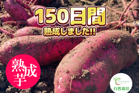 〇 150日間熟成しました 〇  熟成芋🍠農薬不使用　紅はるか（5kg）【期間限定・特別価格】