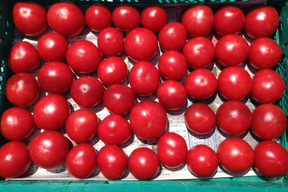 【先行予約販売】昔のトマトの味！本来のおいしさ♪　自根トマト（大玉）1箱