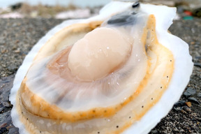 これが本物！漁師が喰うホタテ【１㎏】ヘラ付