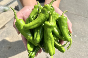 パドロン【農薬不使用露地栽培】  パドロン　スペイン野菜　  500ｇ