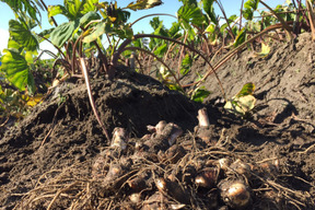 数量限定早い者勝ち 調理も簡単なきぬかつぎで 伝統的京野菜 海老芋 孫芋バラ2kg 静岡県産の野菜 食べチョク 産地直送 産直 お取り寄せ通販 農家 漁師から旬の食材を直送