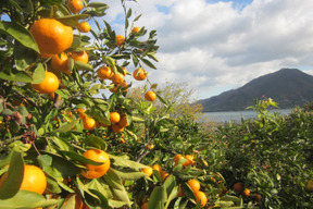 【えひめ・しまなみの島みかん】瀬戸内よりお届け！いまが旬の温州みかん（南柑20号）5㎏詰合せ【約30～40個・サイズ混合・ご家庭用】年末まで毎日発送しています！