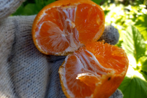 箱込約5㌔　毎年1,00箱以上売れる　薄皮みかん（S、Ｍ．L）