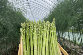 【朝どれ】あまーい！北海道産、夏芽アスパラ(1kg )