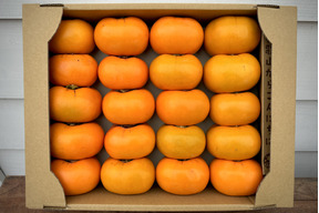 【送料500引き🍂】ジュワ！ 甘っ！ 平核無（ひらたねなし）柿🟠✨　ファミリーパック L以上15〜20個入り 11月上旬より順次発送