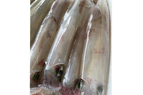 味に自信あり 生ケンサキイカ 釣ったその日に発送します 山口県産の魚介類 食べチョク 産地直送 産直 お取り寄せ通販 農家 漁師から旬の食材を直送