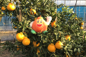 早い者勝ちお試し2k不知火デコ柑