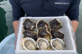 五島列島産 極濃 生食用岩牡蠣  大170-240g 9個入 【ナイフ軍手付き】