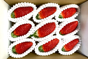 厳選0.6％！特大の朝採れいちご(章姫)　360ｇ以上(7～9粒)　※注文から出荷まで30日以上を要する可能性あり