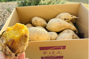 白いさつまいも！希少新品種きみまろこ2㎏