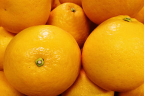 【家庭用】河内晩柑 2kg 爽快！！和製グレープフルーツ♡