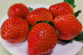 (4P)【いちご・とちあいか】実がしっかりして酸味が少なく甘さが際立つ新品種★「とちあいか」(４パック) 栃木県産いちご●一番人気いちごセット