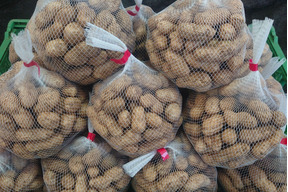 ゆでたらおいしい 生 落花生 八街産どろ付き おおまさり 1kg 千葉県産の落花生 ピーナッツ 食べチョク 産地直送 産直 お取り寄せ通販 農家 漁師から旬の食材を直送