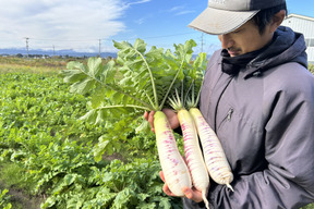 【会津伝統野菜】"甘い" "緻密な肉質" 会津赤筋大根 自然栽培 3本〜4本セット