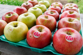農薬5割減・化学肥料不使用の特別栽培りんご🍎🍏おまかせりんご3種食べ比べ5kg🍎🍏 訳ありご家庭用 りんご詰合せ 化学肥料不使用 青森県特別栽培認証 皮ごとおいしい🍴