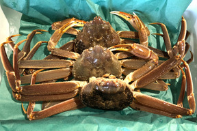 天然本ズワイガニが獲れたて生で届く！マイナー産地新潟産約2キロ入り