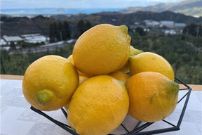 【令和8年大雪や雹によるレモン・柑橘被害支援プログラム300円寄付】爽やかな酸味と香り！レモン「リスボン」お試しサイズ２キロ