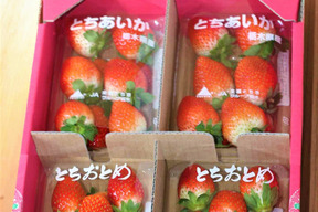 【いちご・とちおとめ / とちあいか】甘いいちご食べくらべ (合計4パック)★栃木県産いちご