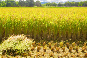 令和7年度産米《一等米》安心の低農薬栽培【ななつぼし】美味しさに定評有り！5kg（精米）