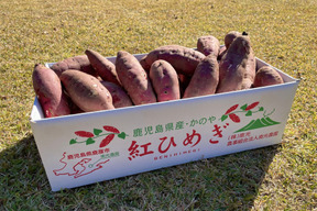 【今が旬】2か月熟成 紅はるか さつまいも 約3kg 食べごろです【当日発送 毎日便 対応】