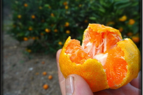 大感動！超濃厚！糖度16度越えも！魔法のみかんとネットで話題！こんなみかん食べた事ない！極早生みかん「ゆら早生」の最高峰！薄皮と濃厚な味わいで毎年リピ続出「ゆらりん」お試し品　約２ｋｇ【225-2k】