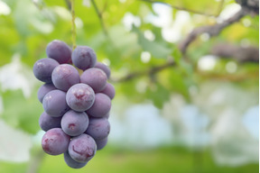 【数量限定】芳醇な甘さ！完熟・種あり巨峰（ご家庭用）｜約２kg