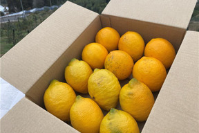 【令和8年大雪や雹によるレモン・柑橘被害支援プログラム300円寄付】【お得なセット】おすすめ！リスボン＆マイヤーレモンの食べ比べセット　２キロ