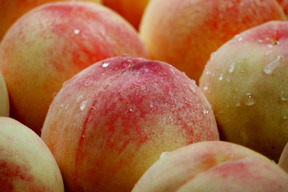 🍑あま～い桃　あかつき　約5kg　13～20玉　8月上旬　採れたて農家直送　夏ギフト 【朝どれ】