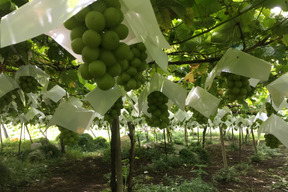 シャインマスカット　２ｋｇ　家庭用訳ありシャインマスカット