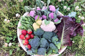 【福袋】モリモリ新鮮野菜セット（５種類以上）【冬ギフト】