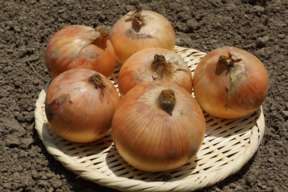 【訳あり小粒！2278円相当品】甘み濃厚の伝統固定種！『奥州タマネギ』(5kg)