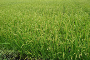 【令和７年産　新米】動物由来肥料不使用、化学肥料半減、米粒成長期の農薬ゼロ、だから、米粒は小さめですが、味は凝縮　令和7年新米です　ひとめぼれ4.5kg　標準精米でお届けします