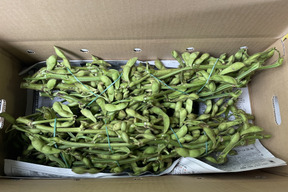 うまい！枝付き丹波黒枝豆（2kg）