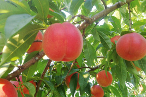 白鳳　夏の桃の定番　7月下旬から8月上旬発送の早生品種の予約　家庭専用・訳あり　2.8キロ前後　12から13個入り