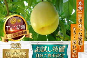 🍑見つけたらラッキー🍑市場に出回らない黄金桃お試し特価キャンペーン【敬老の日ギフト】自分ご褒美に確かな糖度レストラン御用達の黄金モモ【先着300名限定予約】【朝どれ】【9月予約】