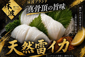 【全国のイカ好きマニア注目】選び抜かれた天然国産『雷イカ』長州床波ブランド大容量パッケージお刺身用約400g【朝どれ】【6月中旬予約】