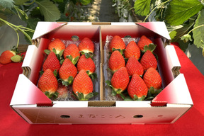 ㉓真心農園　べにたま【葵】化粧箱２パック入り　ご贈答でも好まれます！TCBNAO2P